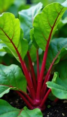 Bright red rhubarb stalks amongst broad green leaves in a garden bed , ground, image