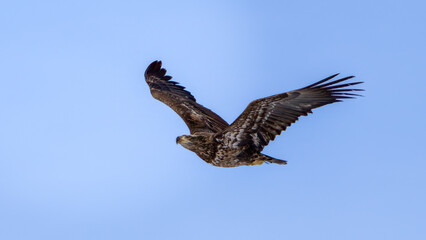 eagle in flight
