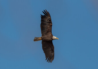 bald eagle in flight
