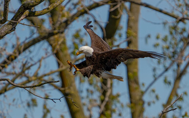 bald eagles