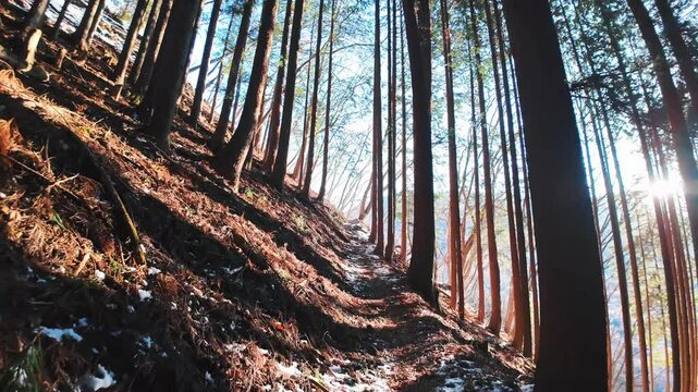 日本百名山の雲取山の登山道