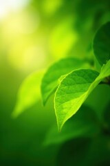 Blurred green leaves, sunlit bokeh, vibrant hues, vibrant, season, springtime