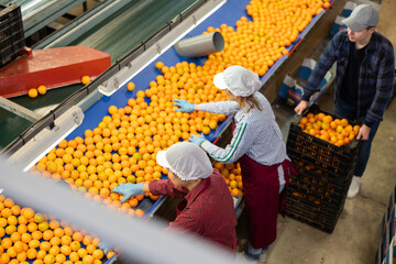 High angle view of group of people working in citrus processing factory. Female workers sorting...