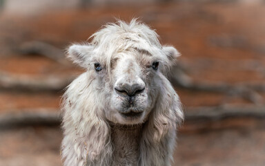 Fototapeta premium llama