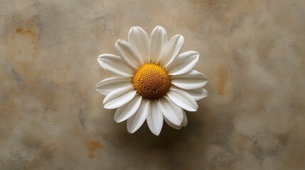 Obraz premium A beautiful single daisy flower centered on a textured surface