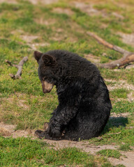 black bear in the grass