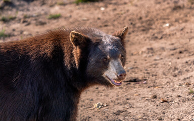 black bear cub
