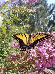 Butterfly and his Bush