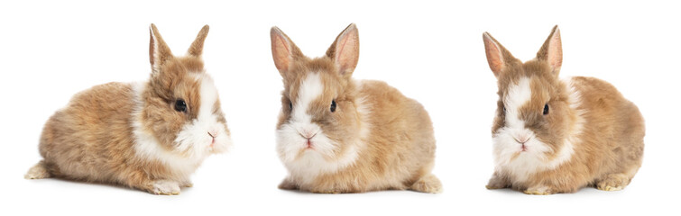 Fototapeta premium Cute fluffy bunny on white background, set