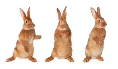Fototapeta premium Cute fluffy bunny on white background, set