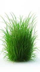 Lush green plant with vibrant leaves displaying natural beauty isolated on a white background for fresh aesthetic