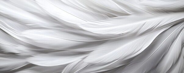Obraz premium Soft, delicate white feathers create a serene and calming backdrop.