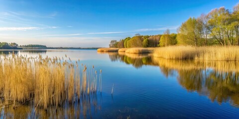 A serene lake shore with dense reed beds at Ruhiges Seeufer am Scharm?tzelsee in Brandenburg , landscape