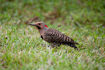 Northern Flicker Woodpecker on Ground