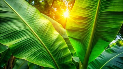 Lush Green Banana Leaf on Tree - High-Resolution Stock Photo