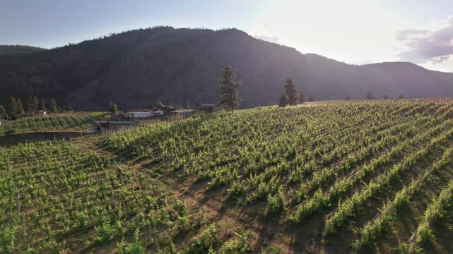 Vineyard with rows of wine grapes growing, Okanagan Valley, aerial drone footage, fields, lush valley, mountains, desert, British Columbia, Canada. 4K 24FPS.