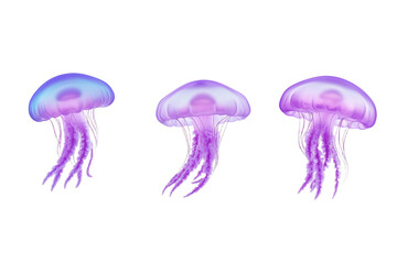 Three purple jellyfish with long tentacles, isolated
