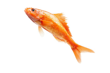 Fish is swimming in the air, isolated