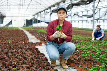 Female employee of large greenhouse checks young begonia shoots. Growing hardened plants, sending plants to customer on day of registration. Wholesale supplies from direct manufacturer © JackF