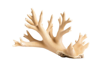 Fototapeta premium Large white coral branch with brown tips, isolated