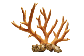 Large orange coral branch with many small brown dots, isolated