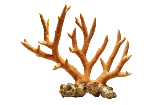 Large orange coral branch with many small brown dots, isolated