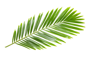 Naklejka premium Leafy green palm tree leaf is shown on a white background, isolated