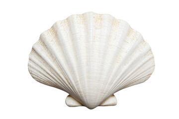 White shell with a brownish tint, isolated