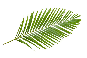 Fototapeta premium Leafy green palm tree leaf is shown in full color, isolated