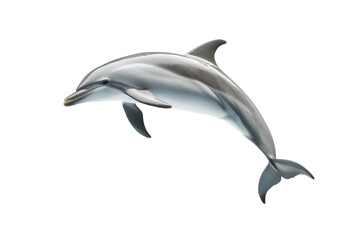 Dolphin is flying through the air, isolated