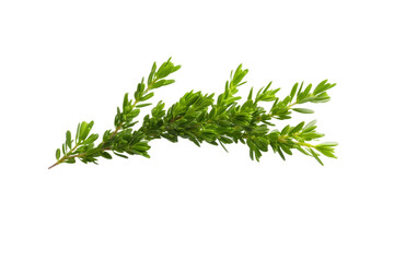 Green leafy plant with a long stem, isolated