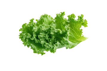 Fototapeta premium Large green leafy vegetable, isolated