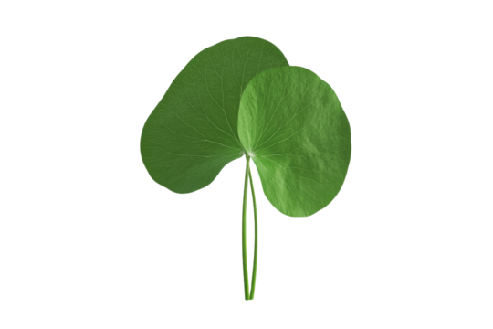 Leafy green plant with a stem and a leafy green stem, isolated