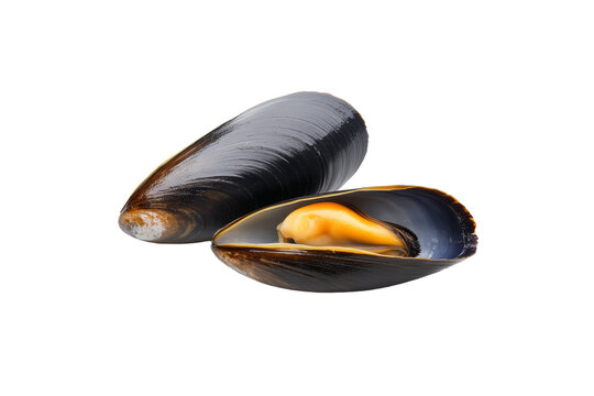 Two mussels are shown, one of which is open, isolated