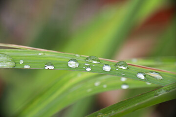 Naklejka premium Morning dew droplets glistening on fresh lemongrass leaves, capturing the beauty of nature’s hydration cycle in a serene environment