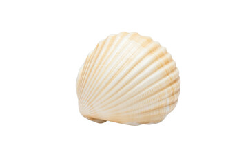 Large, white shell sits on a white background, isolated