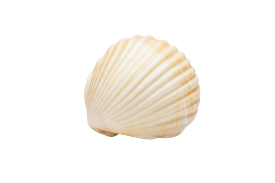 Large, white shell sits on a white background, isolated