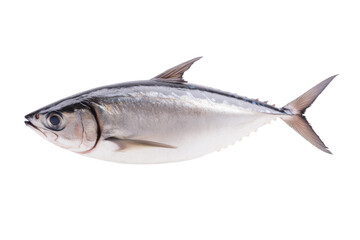 Obraz premium Large fish is shown on a white background, isolated