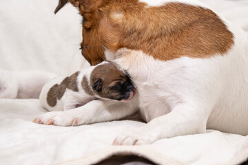 Mother and baby dog, little newborn jack russell terrier puppy under the protection of mother dog.