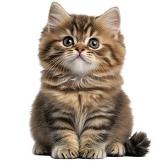 Adorable Kitten Posing. Perfect For Pet-Themed Projects