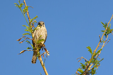 Hawk on a branch waiting for prey