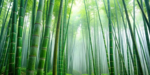 Fototapeta premium Tall green bamboo stalks densely cluster together in a serene misty forest environment, serene atmosphere, green bamboo