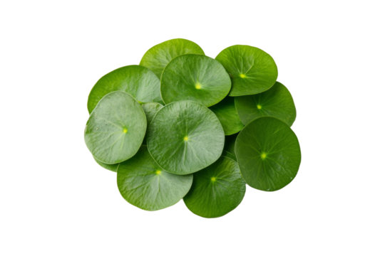 Bunch of green leaves are piled on top of each other, isolated
