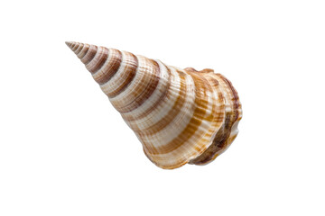 Spiral shell with a pointed top, isolated