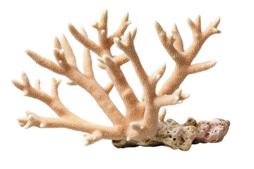 Obraz premium Large, white coral with brown spots and white tips, isolated