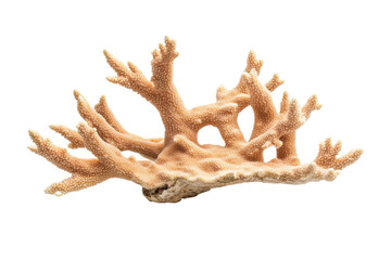 Obraz premium Large, brown coral with many small points on it, isolated