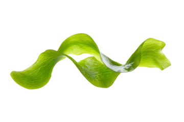Green leafy vegetable with a spiral shape, isolated