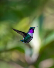 Fototapeta premium Hummingbird flying eating