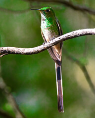 Hummingbird flying eating