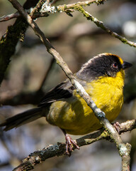 Hummingbird flying eating